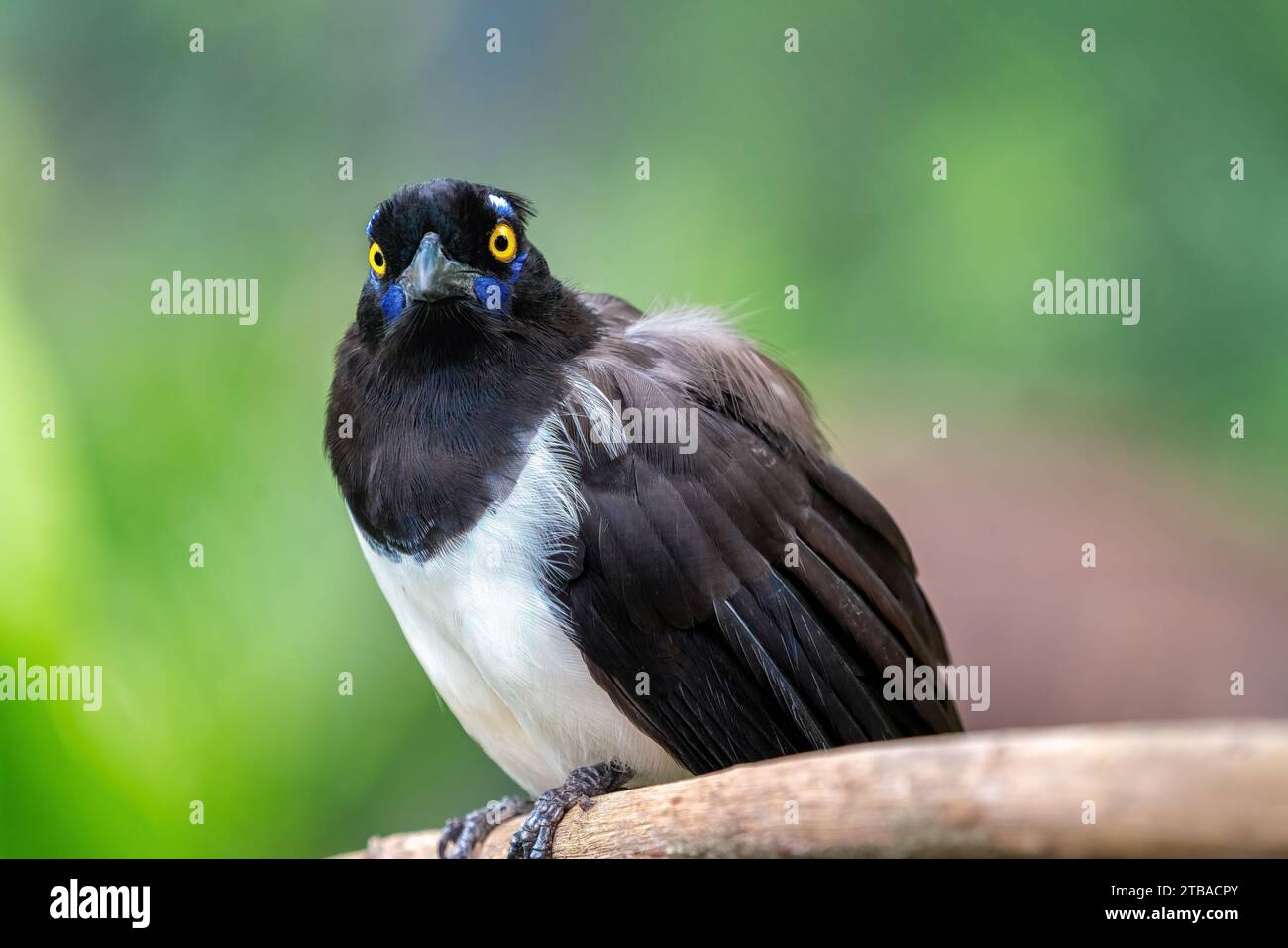 Oiseau geai à nuque blanche (Cyanocorax cyanopogon) Banque D'Images