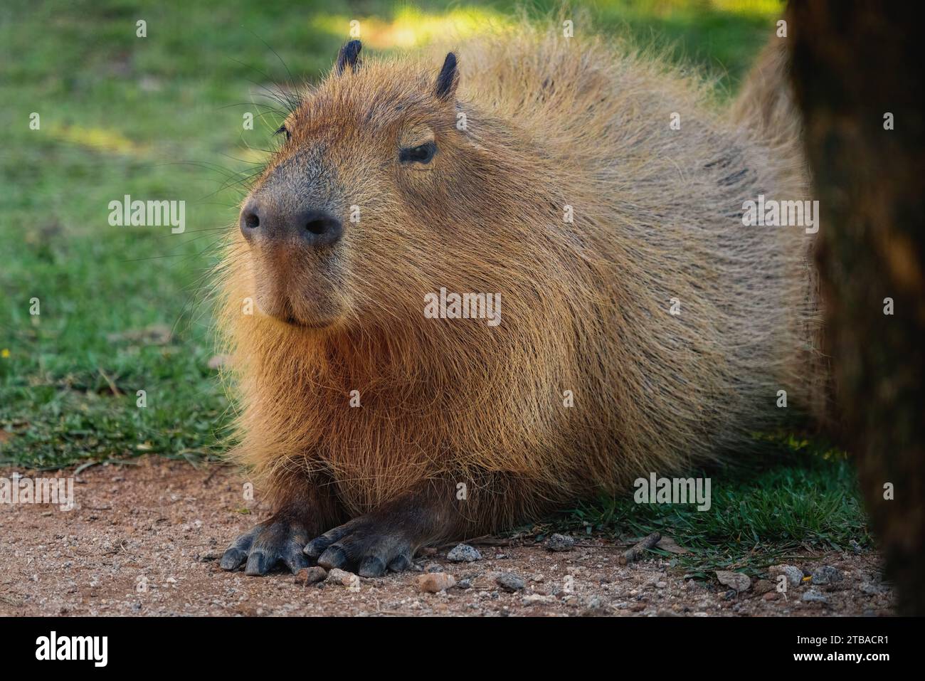 Capybara (Hydrochoerus hydrochaeris) - plus grand rongeur du monde Banque D'Images