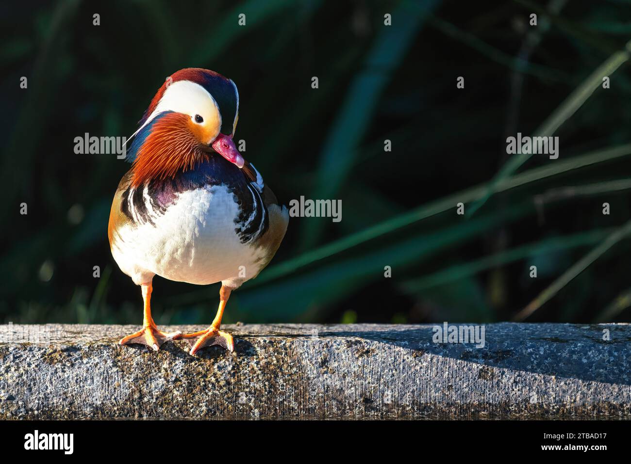 Canard mandarine coloré (Aix galericulata) Banque D'Images