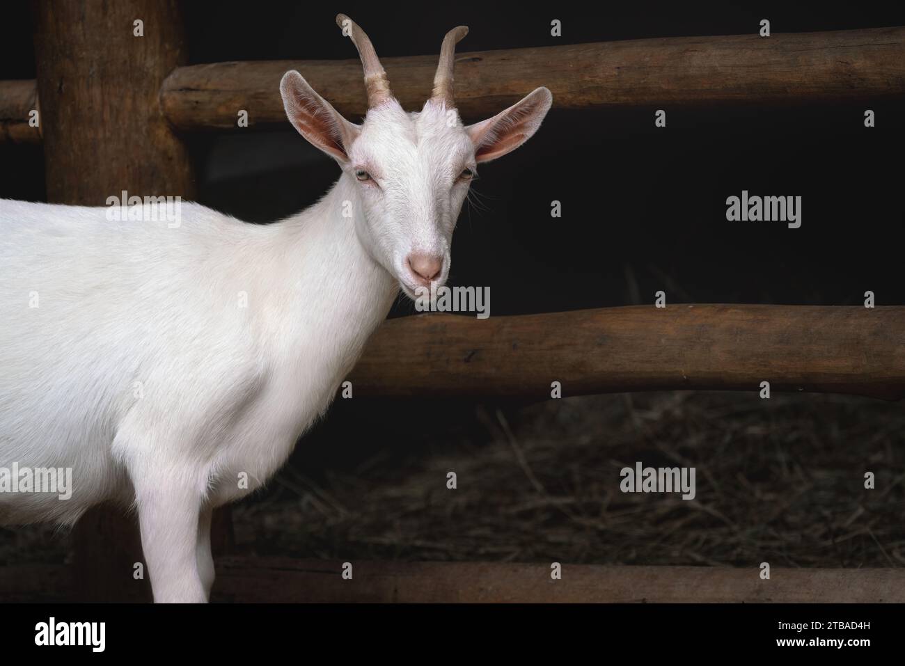 Saanen Goat - chèvre domestique blanche (Capra hircus) Banque D'Images