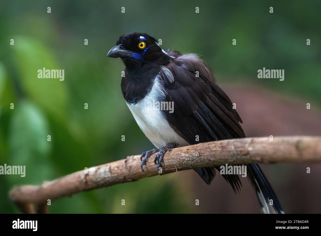 Oiseau geai à nuque blanche (Cyanocorax cyanopogon) Banque D'Images