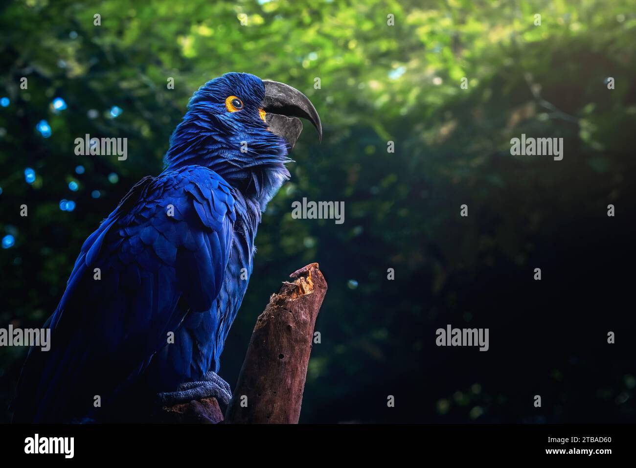 Macaw jacinthe (Anodorhynchus hyacinthinus) - Macaw bleu Banque D'Images