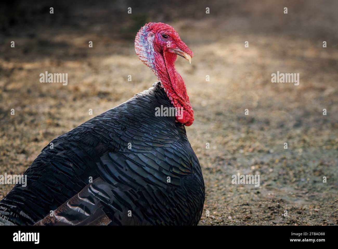 Dinde domestique (Meleagris gallopavo domesticus) Banque D'Images