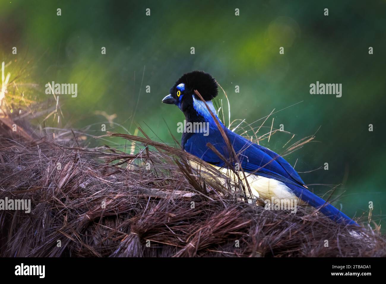 Oiseau geai à crête en peluche (Cyanocorax chrysops) Banque D'Images