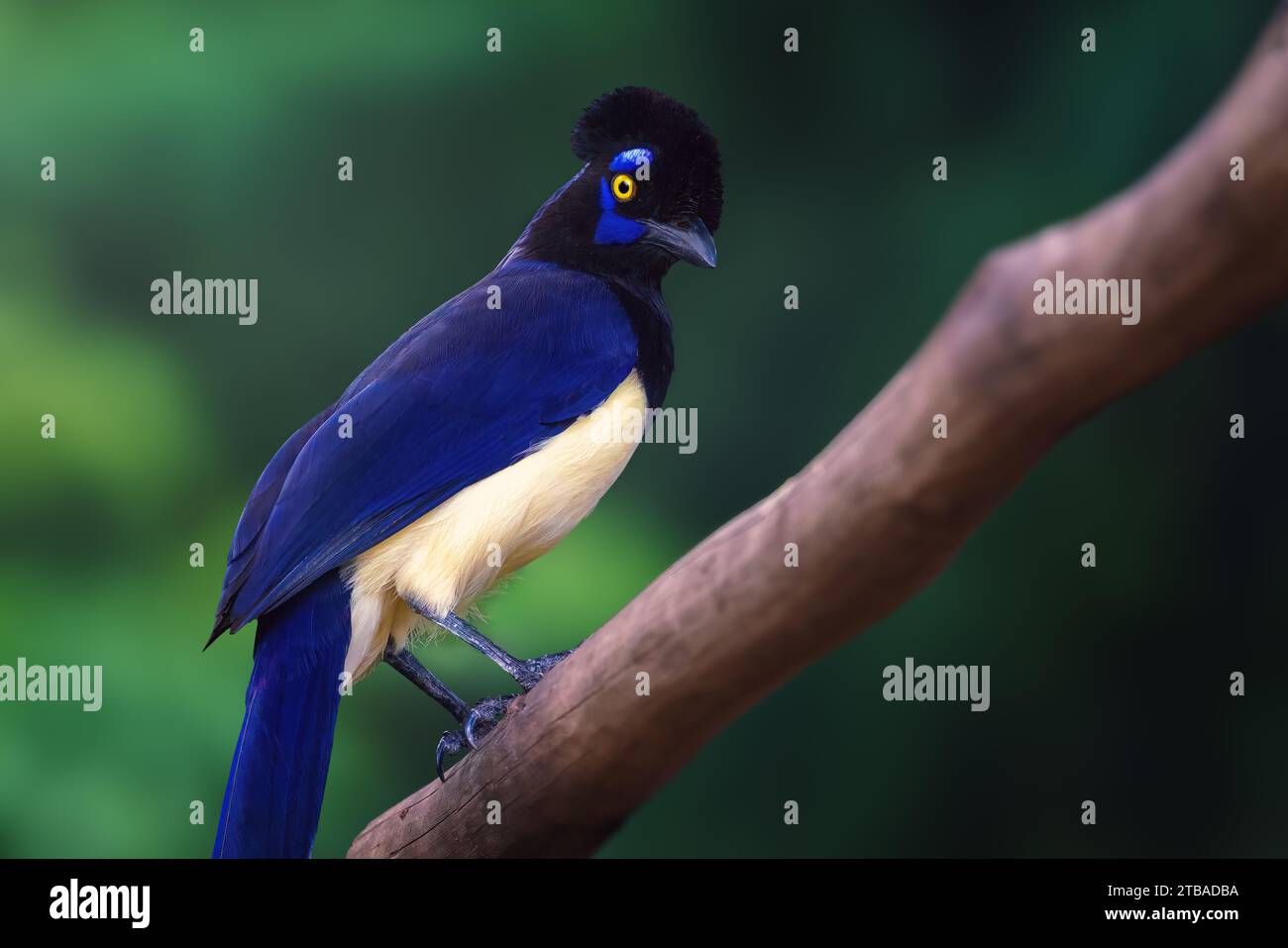 Oiseau geai à crête en peluche (Cyanocorax chrysops) Banque D'Images