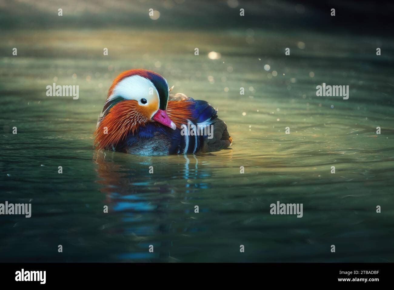 Canard mandarine (Aix galericulata) sur un lac Banque D'Images