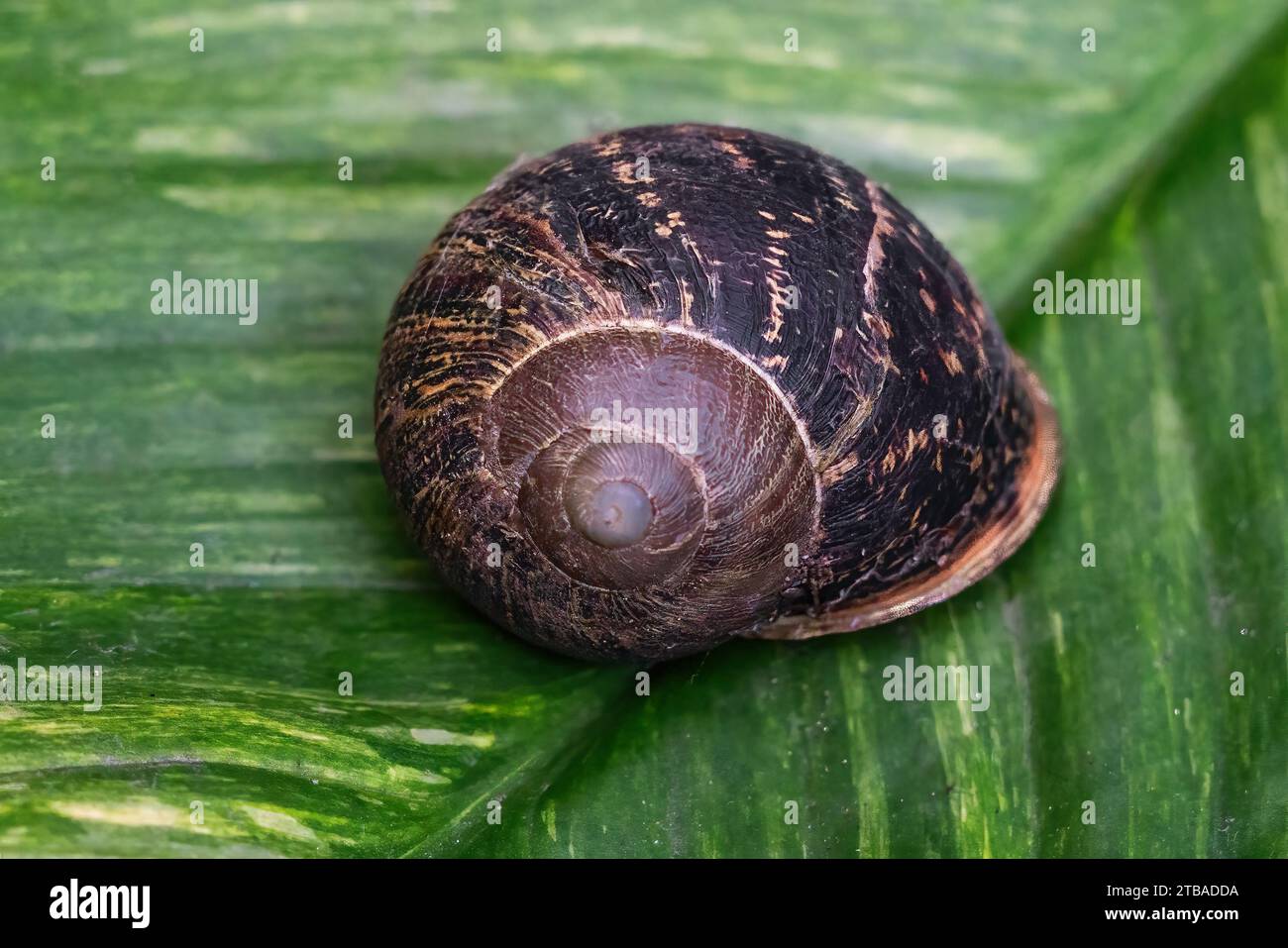 Coquille d'escargot asiatique (Bradybaena similaris) Banque D'Images