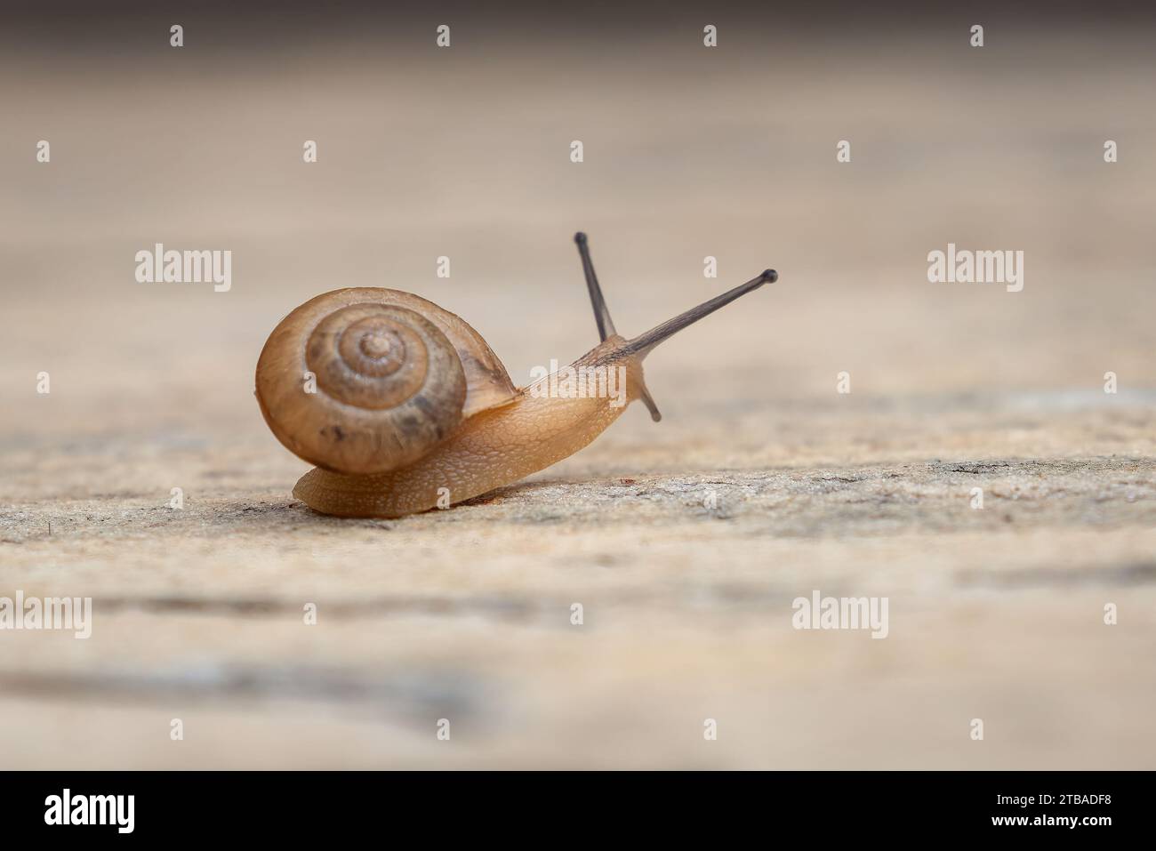 Petit escargot de jardin (Cornu aspersum) Banque D'Images