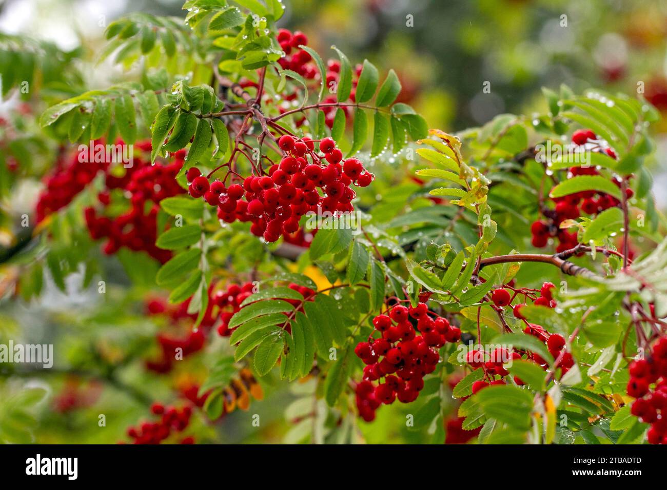 Automne, rowan Berry, gouttes de pluie sur feuilles de rowan Berry, Sorbus aucuparia Banque D'Images