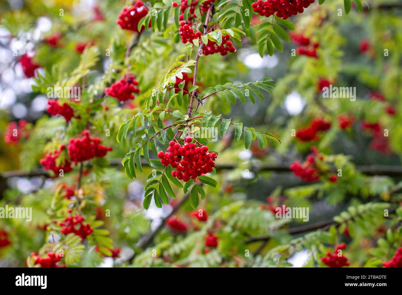 Automne, rowan Berry, gouttes de pluie sur feuilles de rowan Berry, Sorbus aucuparia Banque D'Images