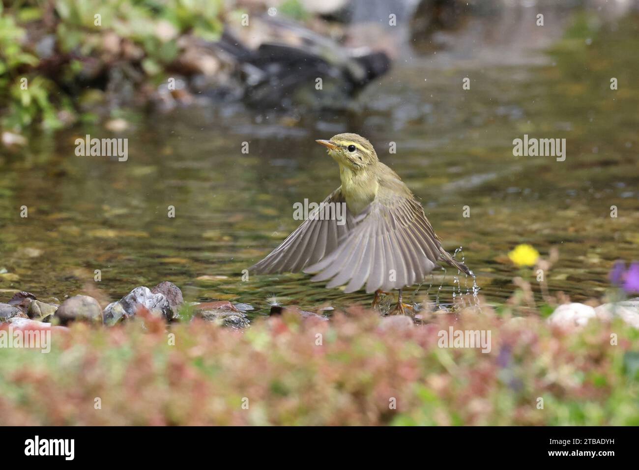 Paruline de saule (Phylloscopus trochilus), à partir d'un cours d'eau, vue latérale, Allemagne, Mecklembourg-Poméranie occidentale Banque D'Images