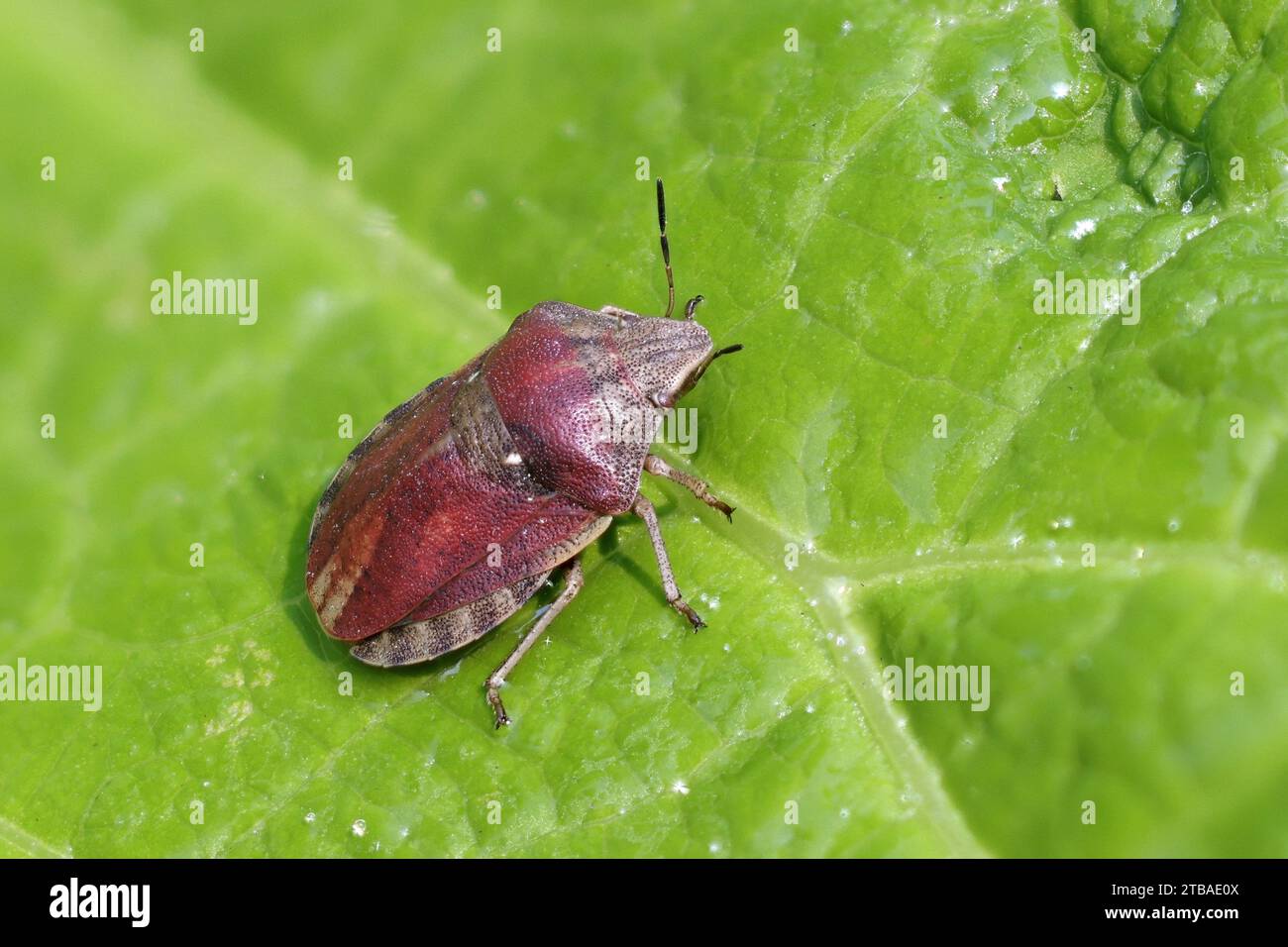 Insecte à dos de bouclier (Eurygaster testinaria), assis sur une feuille, vue dorsale, Allemagne, Mecklembourg-Poméranie occidentale Banque D'Images