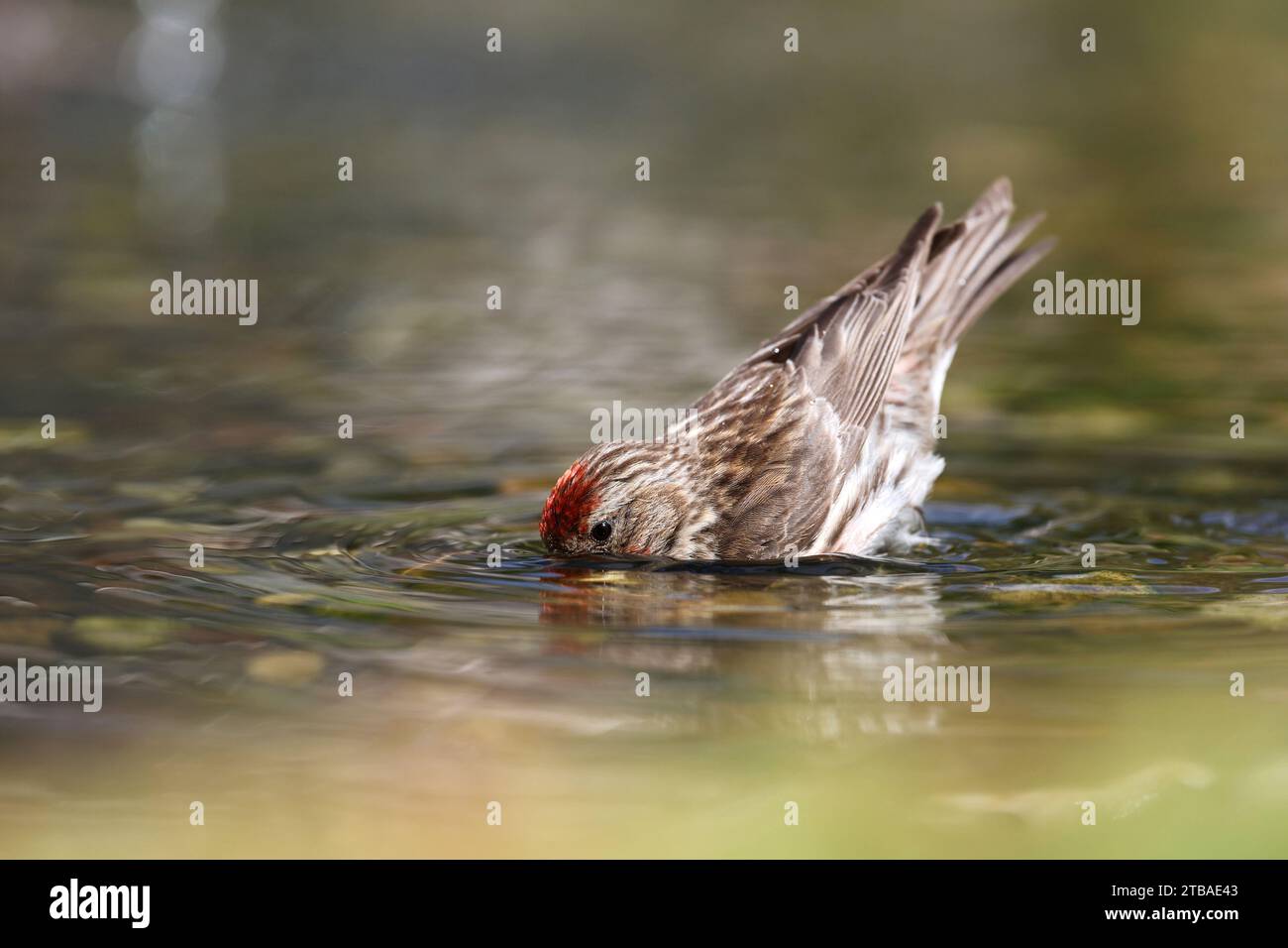 Sizerin flammé, Carduelis flammea Sizerin flammé (Acanthis flammea), mâle, baignade en eau peu profonde, vue de côté, l'Allemagne, Mecklembourg-Poméranie-Occidentale Banque D'Images