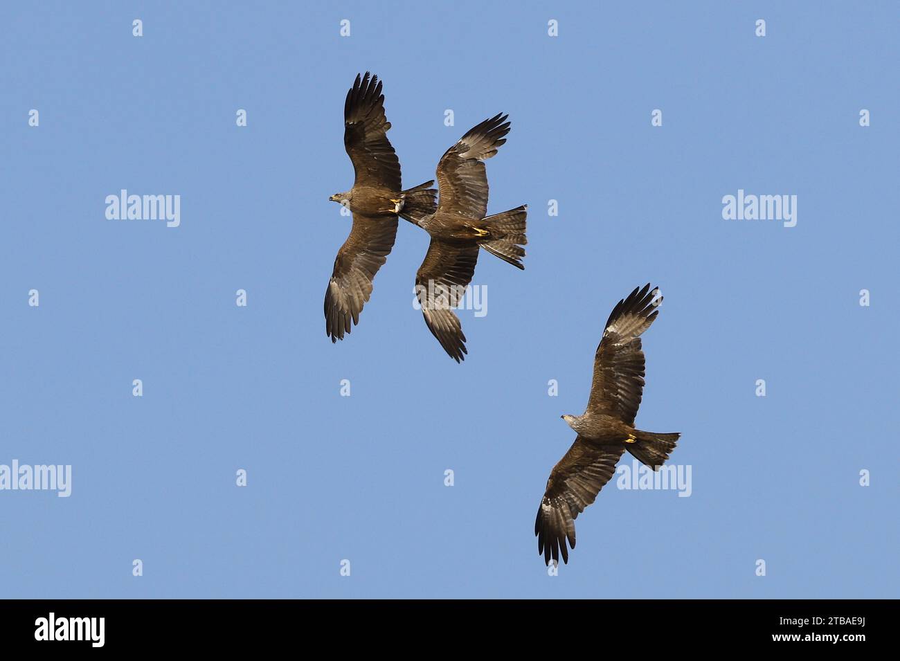 Cerf-volant noir, cerf-volant à bec jaune (Milvus migrans), trois cerfs-volants noirs luttant pour un poisson pêché, Allemagne, Mecklembourg-Poméranie occidentale, Malchiner See Banque D'Images