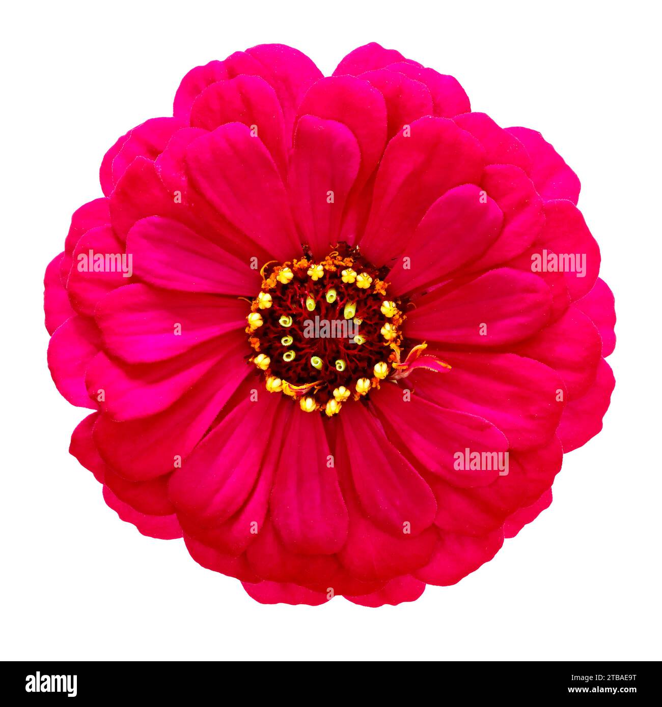 Zinnia, Jeunesse et vieillesse, Zinnia commune (Zinnia elegans), fleur violette rouge, découpée Banque D'Images