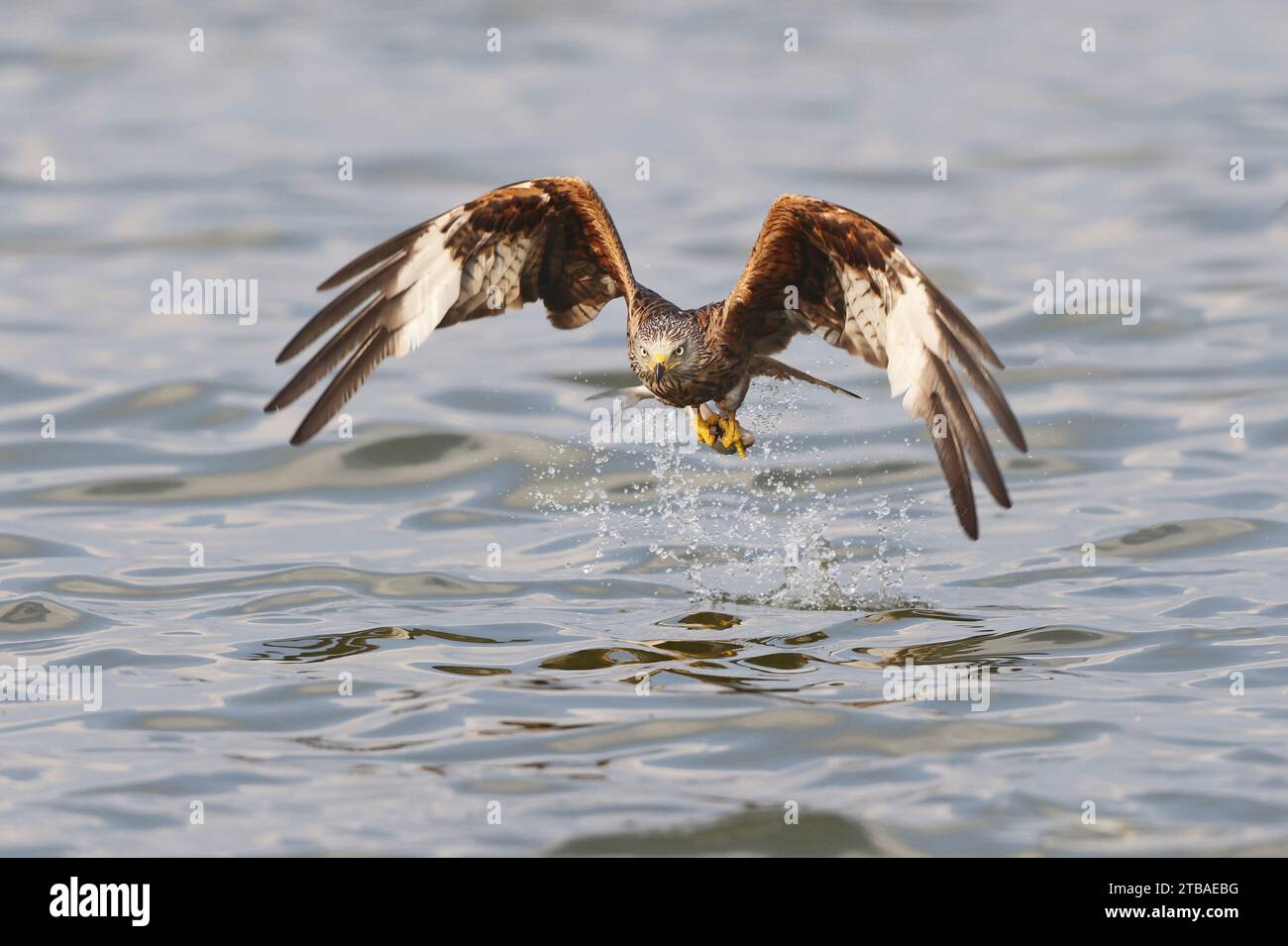 Cerf-volant rouge (Milvus milvus), attraper un poisson en vol, vue de face, Allemagne, Mecklembourg-Poméranie occidentale, Malchiner See Banque D'Images