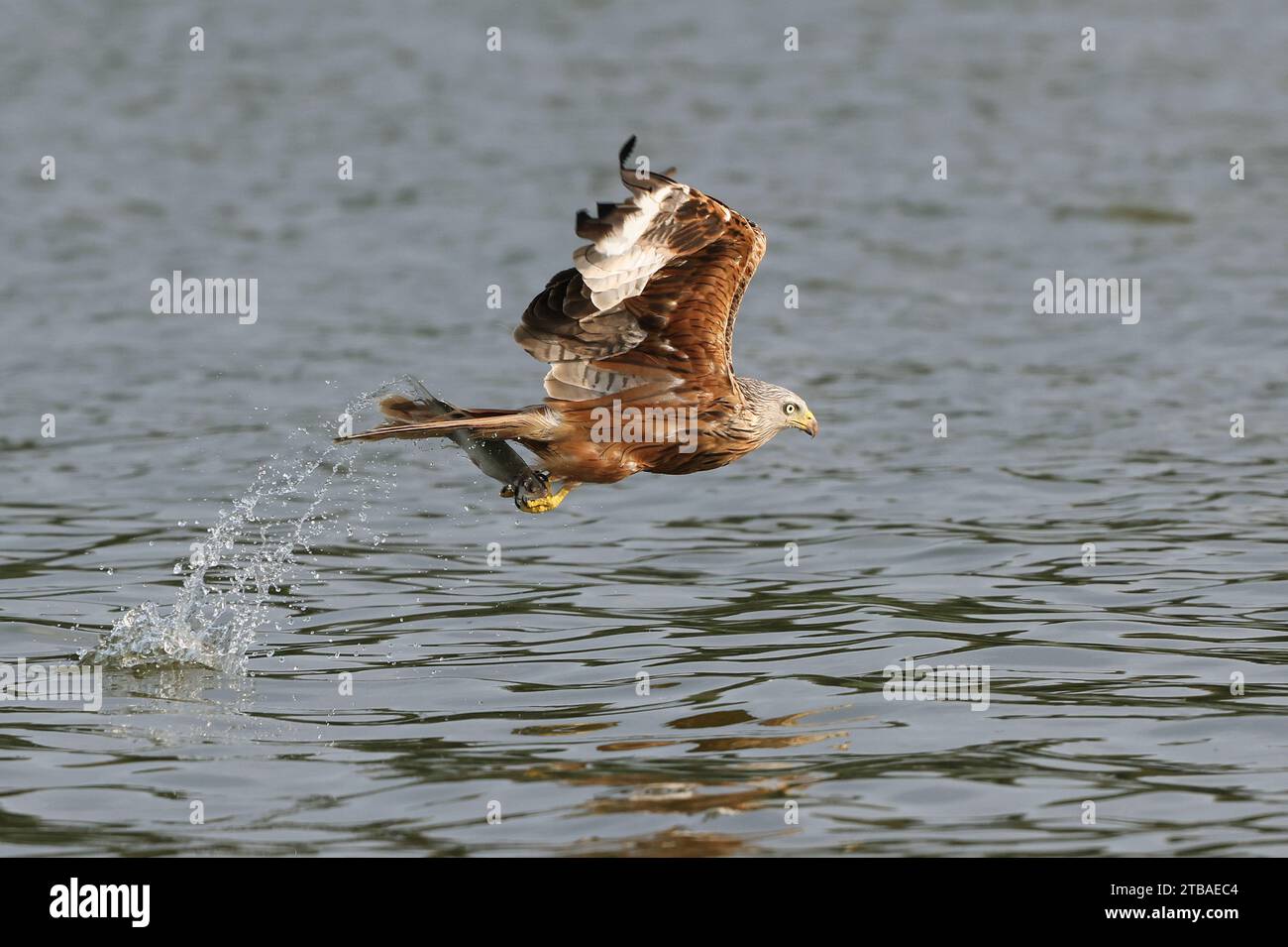Cerf-volant rouge (Milvus milvus), attraper un poisson en vol, vue latérale, Allemagne, Mecklembourg-Poméranie occidentale, Malchiner See Banque D'Images