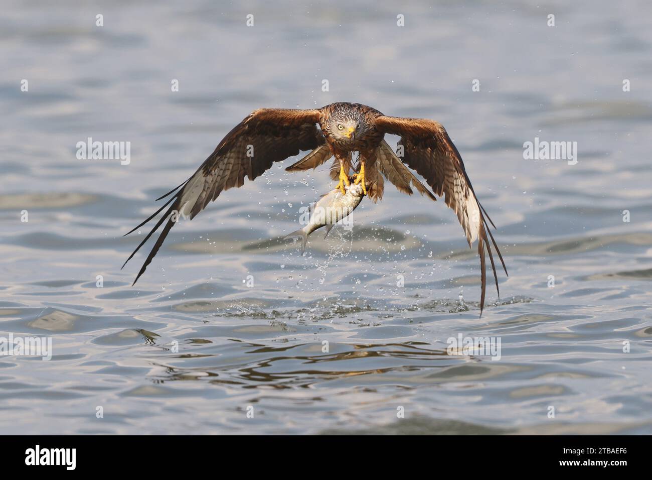 Cerf-volant rouge (Milvus milvus), attraper un poisson en vol, vue de face, Allemagne, Mecklembourg-Poméranie occidentale, Malchiner See Banque D'Images