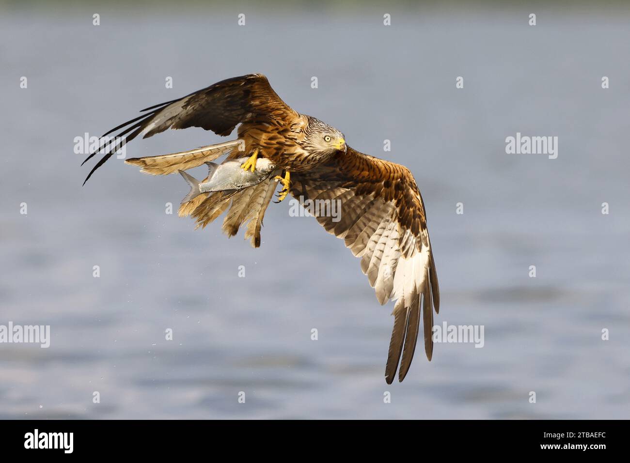 Cerf-volant rouge (Milvus milvus), attraper un poisson en vol, Allemagne, Mecklembourg-Poméranie occidentale, Malchiner See Banque D'Images