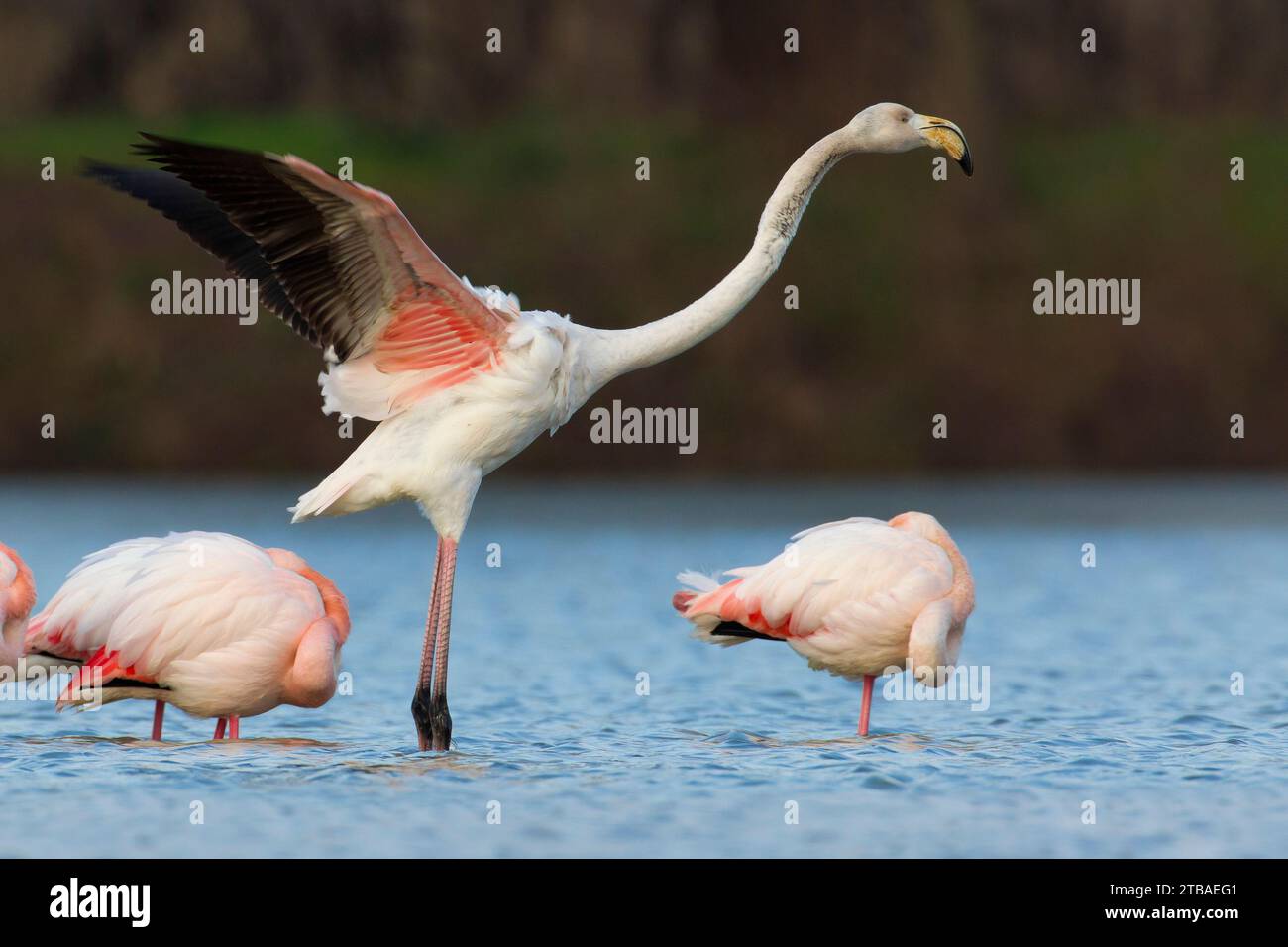 Grand flamant (Phoenicopterus roseus, Phoenicopterus ruber roseus), se dresse entre dormir de grands flamants et étirer ses ailes, vue de côté, Banque D'Images