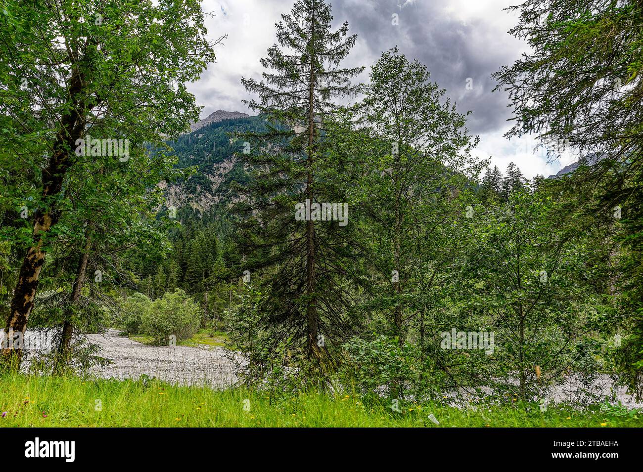 großer Alpsee, das vielseitige Naturerlebnis im Oberallgäu : der Große Alpsee-Rundweg Banque D'Images