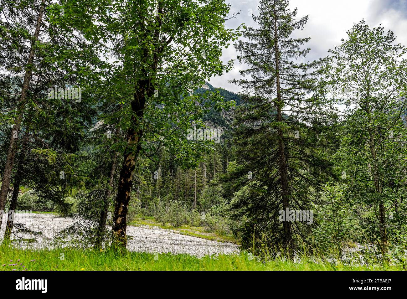 großer Alpsee, das vielseitige Naturerlebnis im Oberallgäu : der Große Alpsee-Rundweg Banque D'Images