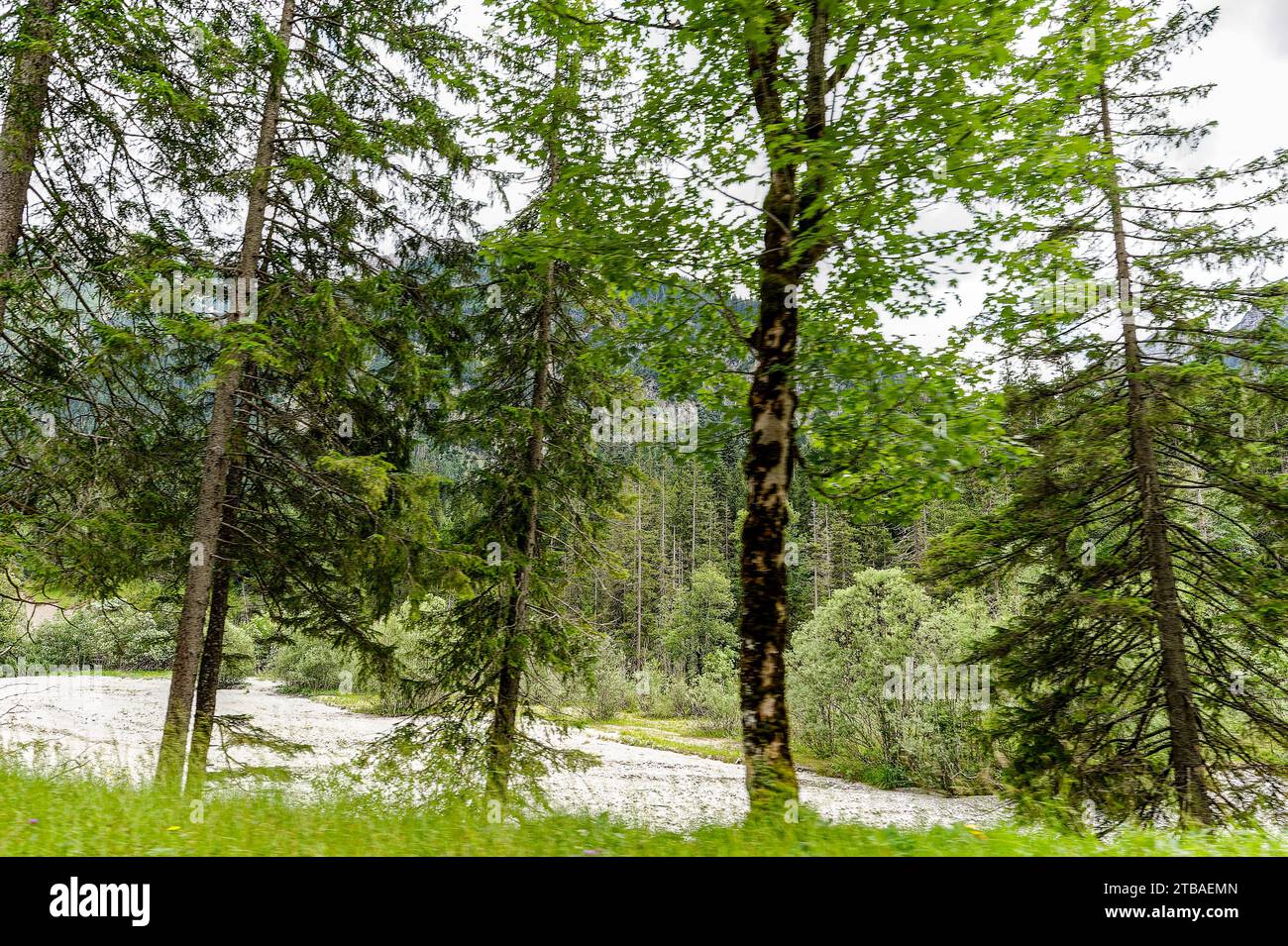 großer Alpsee, das vielseitige Naturerlebnis im Oberallgäu : der Große Alpsee-Rundweg Banque D'Images