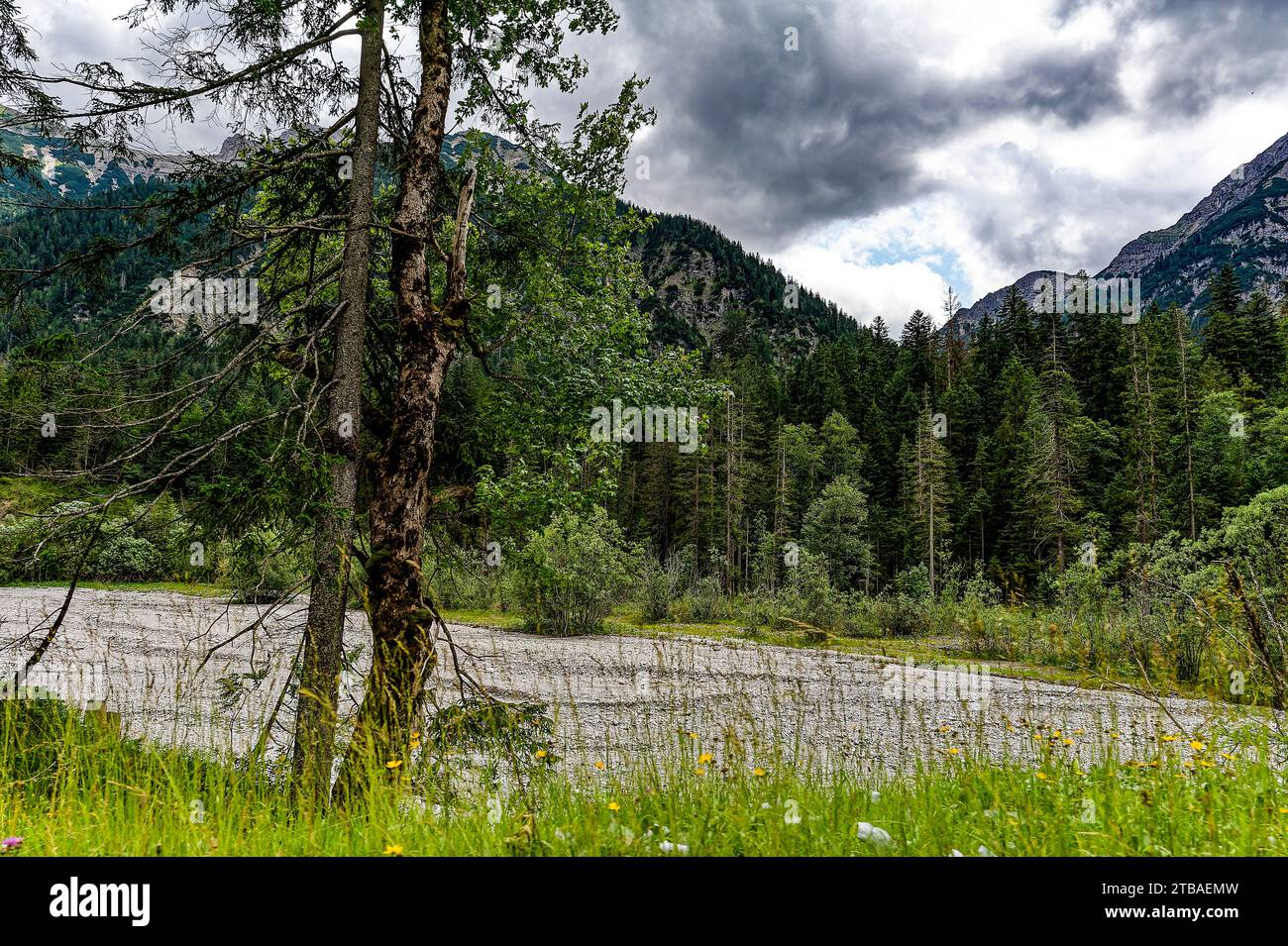 großer Alpsee, das vielseitige Naturerlebnis im Oberallgäu : der Große Alpsee-Rundweg Banque D'Images