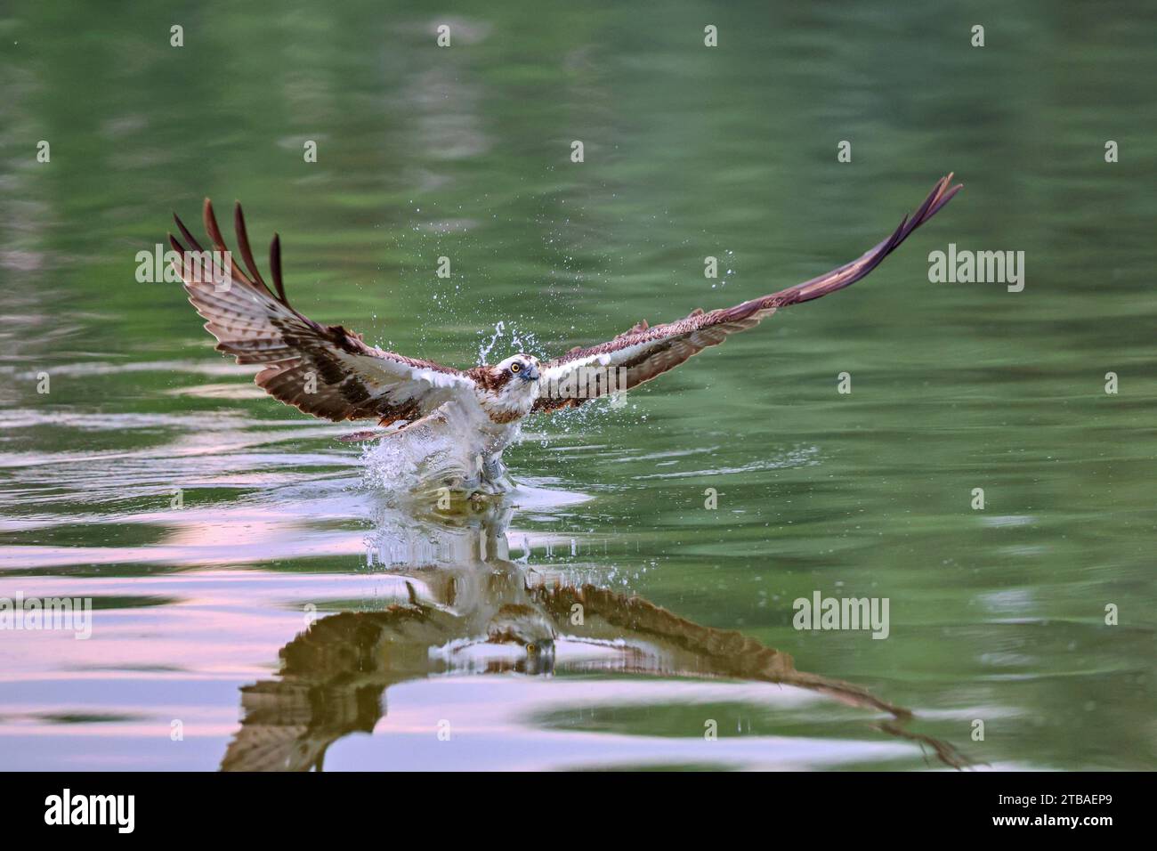 osprey, faucon de poisson (Pandion haliaetus), lors de la capture de proies, Allemagne, Mecklembourg-Poméranie occidentale, Malchiner See Banque D'Images