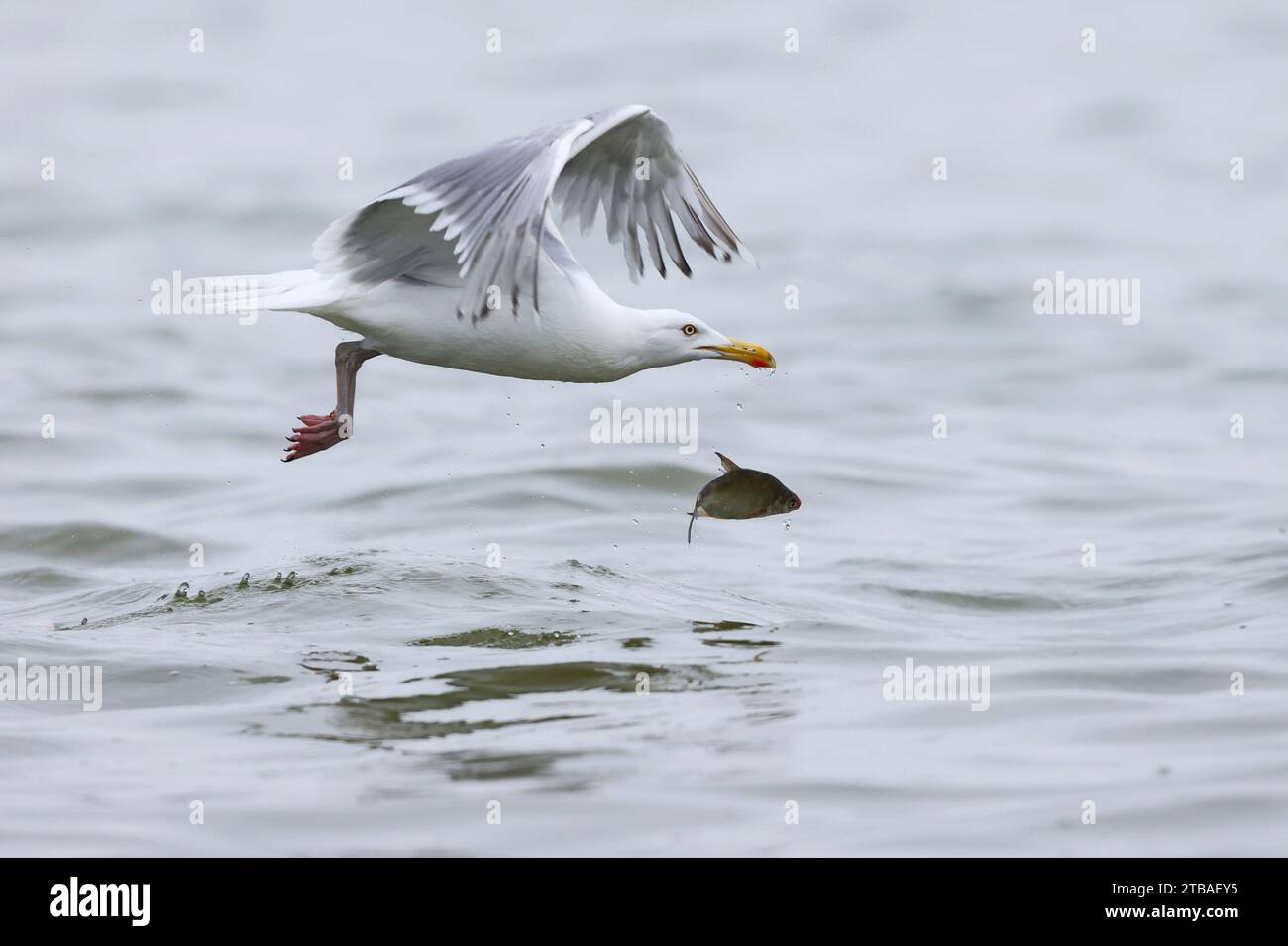 Goélands argentés (Larus argentatus), a perdu un poisson pêché, Allemagne, Mecklembourg-Poméranie occidentale, Malchiner See Banque D'Images