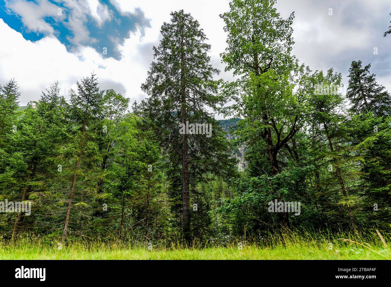 großer Alpsee, das vielseitige Naturerlebnis im Oberallgäu : der Große Alpsee-Rundweg Banque D'Images