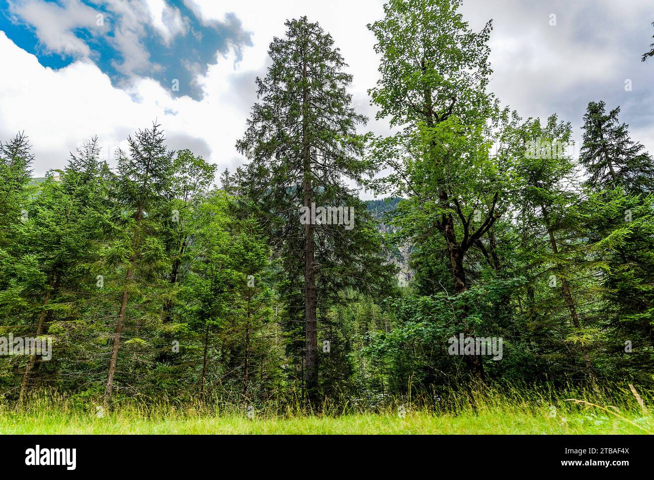 großer Alpsee, das vielseitige Naturerlebnis im Oberallgäu : der Große Alpsee-Rundweg Banque D'Images