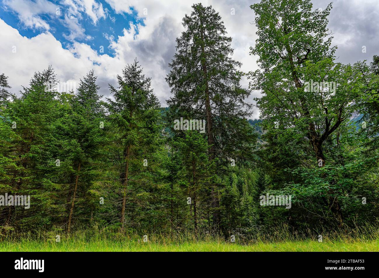 großer Alpsee, das vielseitige Naturerlebnis im Oberallgäu : der Große Alpsee-Rundweg Banque D'Images