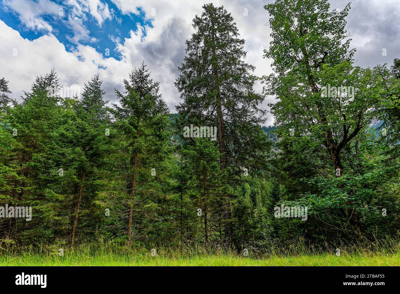 großer Alpsee, das vielseitige Naturerlebnis im Oberallgäu : der Große Alpsee-Rundweg Banque D'Images