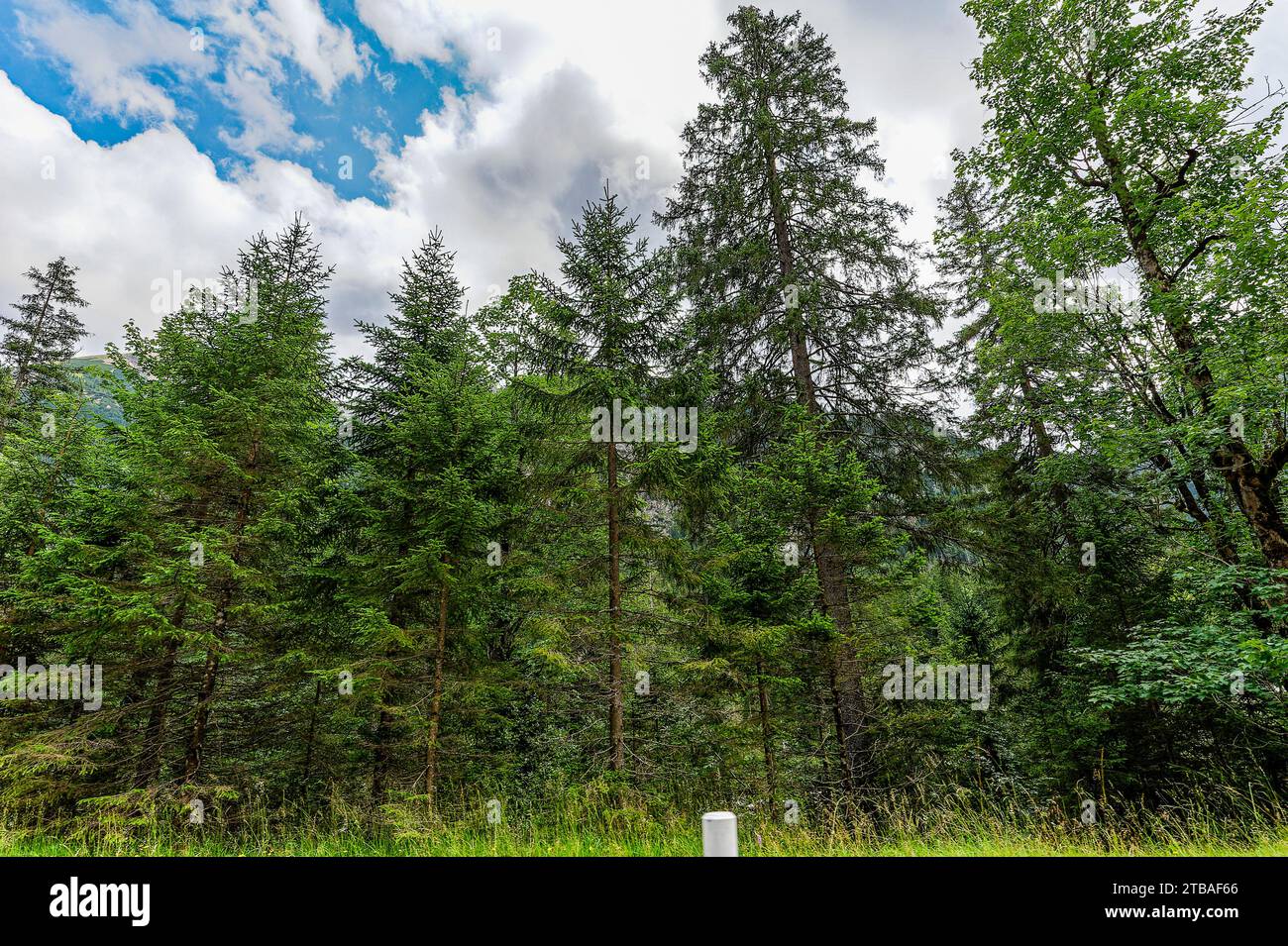 großer Alpsee, das vielseitige Naturerlebnis im Oberallgäu : der Große Alpsee-Rundweg Banque D'Images