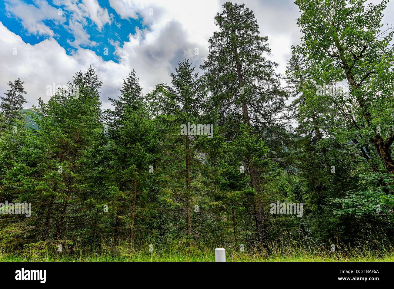 großer Alpsee, das vielseitige Naturerlebnis im Oberallgäu : der Große Alpsee-Rundweg Banque D'Images