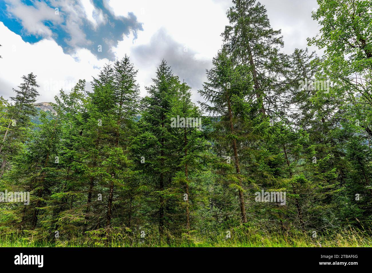 großer Alpsee, das vielseitige Naturerlebnis im Oberallgäu : der Große Alpsee-Rundweg Banque D'Images