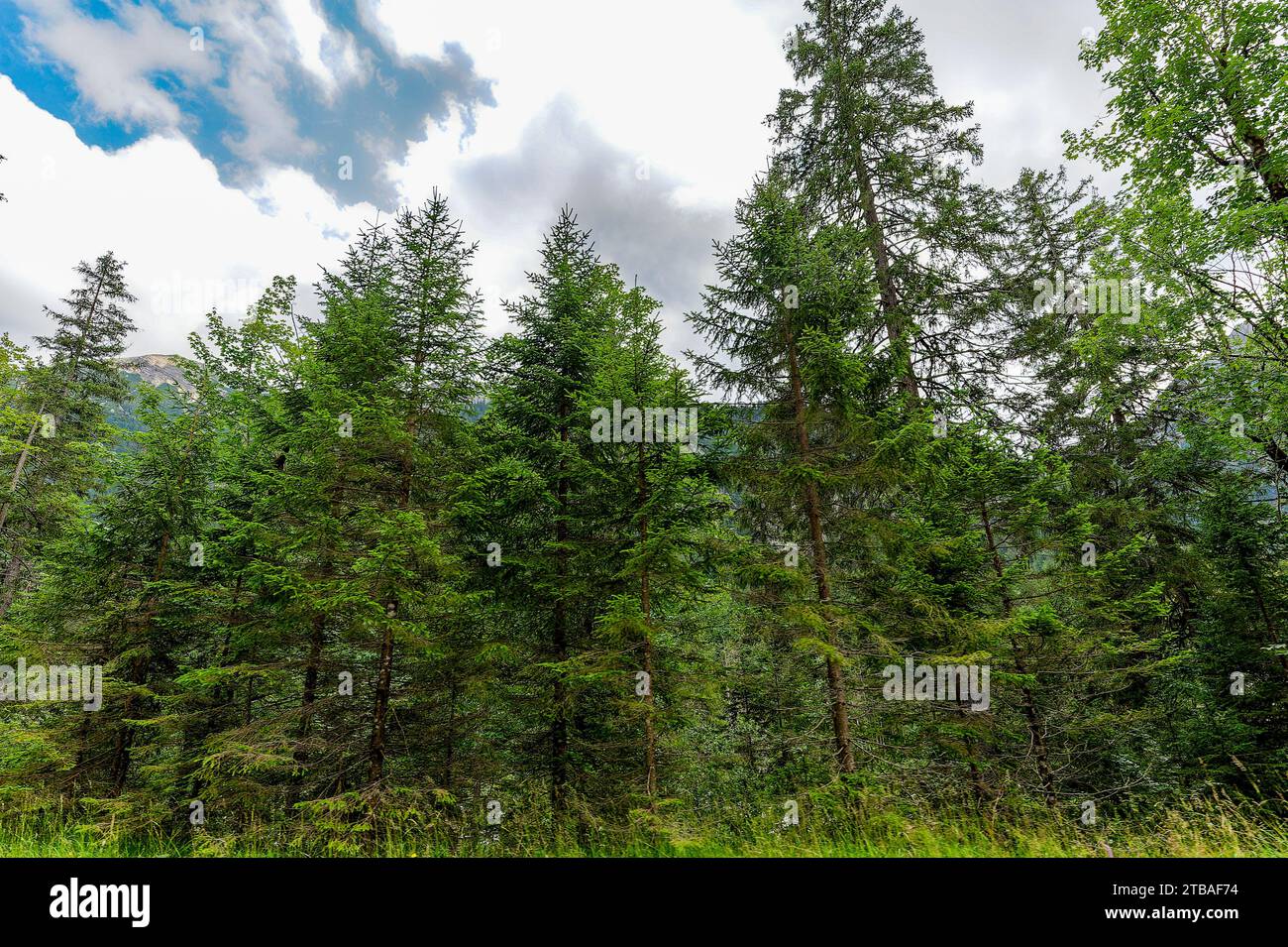 großer Alpsee, das vielseitige Naturerlebnis im Oberallgäu : der Große Alpsee-Rundweg Banque D'Images