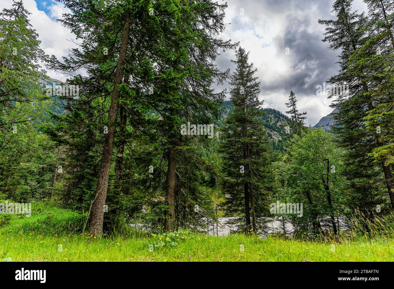 großer Alpsee, das vielseitige Naturerlebnis im Oberallgäu : der Große Alpsee-Rundweg Banque D'Images