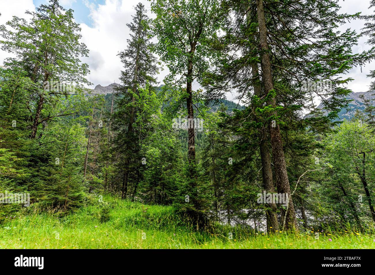 großer Alpsee, das vielseitige Naturerlebnis im Oberallgäu : der Große Alpsee-Rundweg Banque D'Images