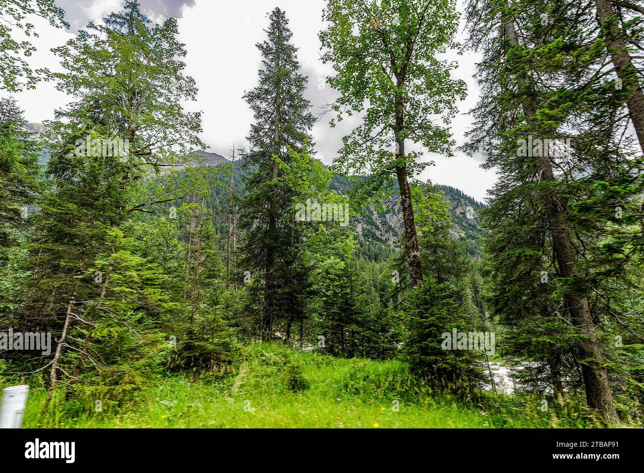 großer Alpsee, das vielseitige Naturerlebnis im Oberallgäu : der Große Alpsee-Rundweg Banque D'Images