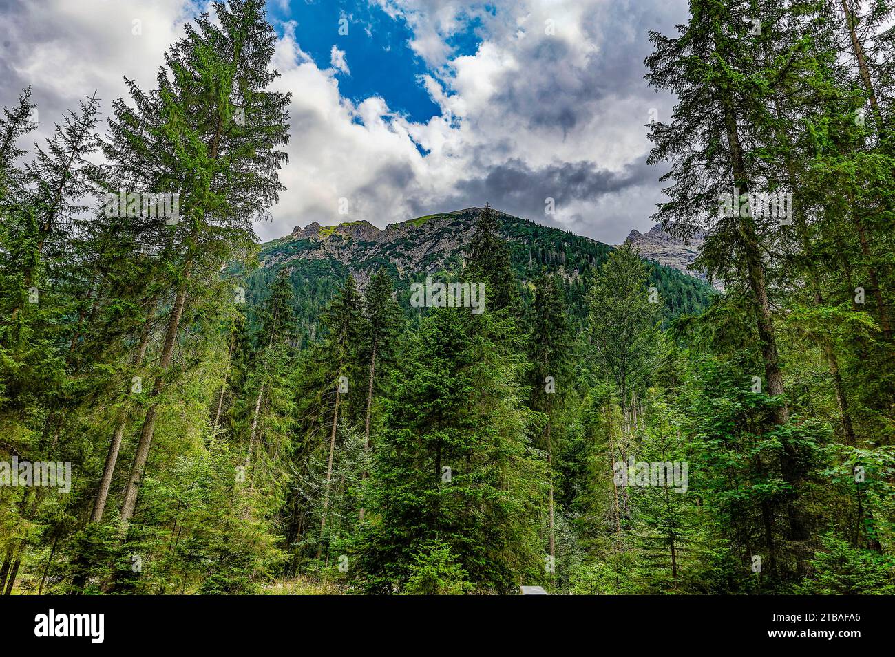 großer Alpsee, das vielseitige Naturerlebnis im Oberallgäu : der Große Alpsee-Rundweg Banque D'Images