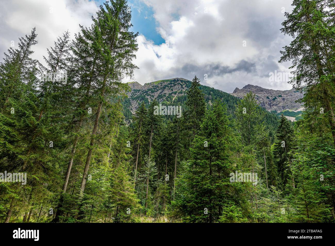 großer Alpsee, das vielseitige Naturerlebnis im Oberallgäu : der Große Alpsee-Rundweg Banque D'Images