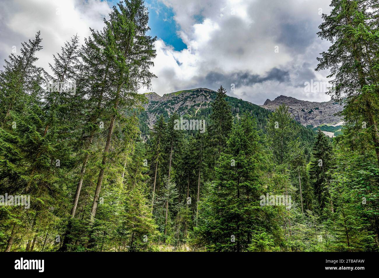 großer Alpsee, das vielseitige Naturerlebnis im Oberallgäu : der Große Alpsee-Rundweg Banque D'Images