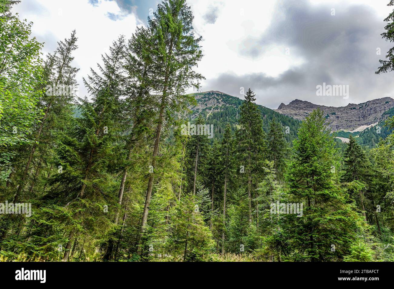 großer Alpsee, das vielseitige Naturerlebnis im Oberallgäu : der Große Alpsee-Rundweg Banque D'Images