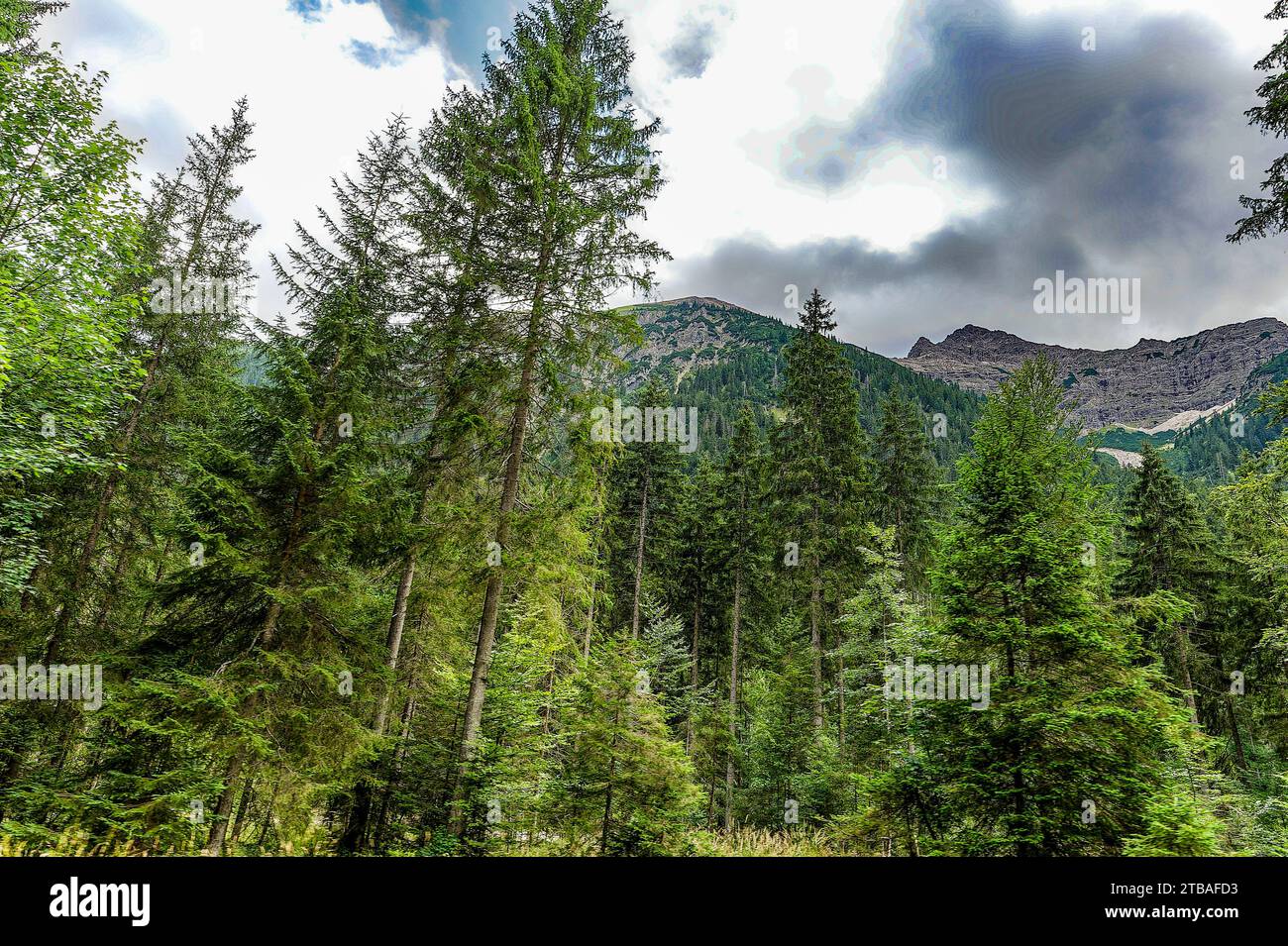 großer Alpsee, das vielseitige Naturerlebnis im Oberallgäu : der Große Alpsee-Rundweg Banque D'Images