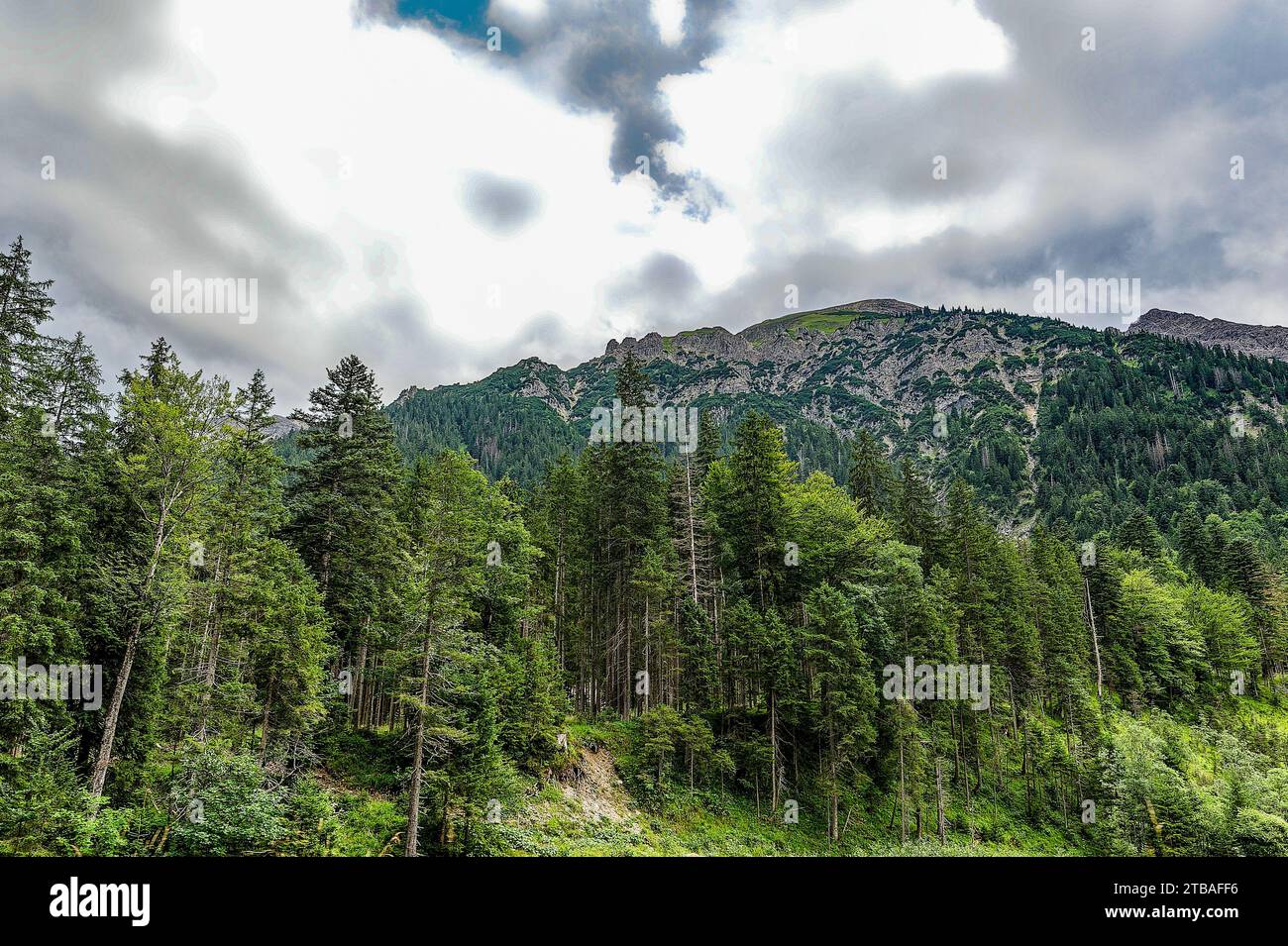großer Alpsee, das vielseitige Naturerlebnis im Oberallgäu : der Große Alpsee-Rundweg Banque D'Images