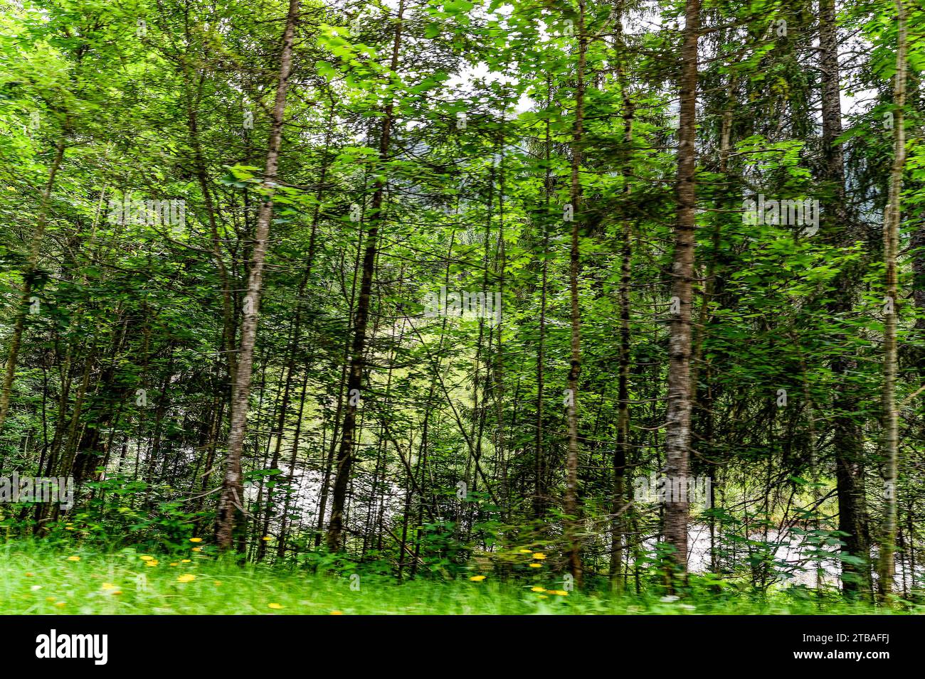 großer Alpsee, das vielseitige Naturerlebnis im Oberallgäu : der Große Alpsee-Rundweg Banque D'Images