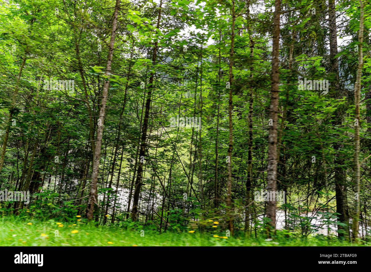 großer Alpsee, das vielseitige Naturerlebnis im Oberallgäu : der Große Alpsee-Rundweg Banque D'Images