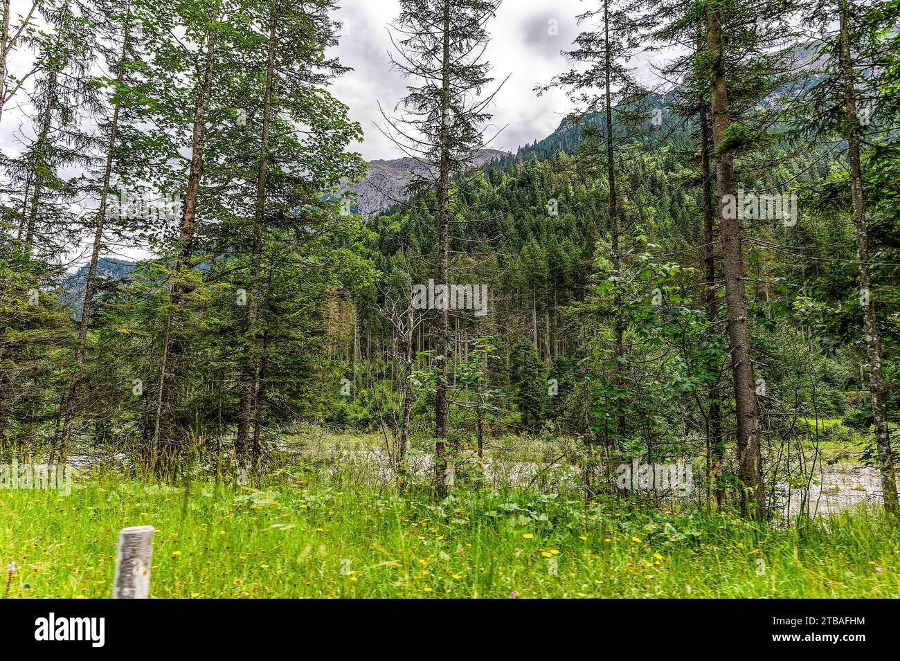 großer Alpsee, das vielseitige Naturerlebnis im Oberallgäu : der Große Alpsee-Rundweg Banque D'Images